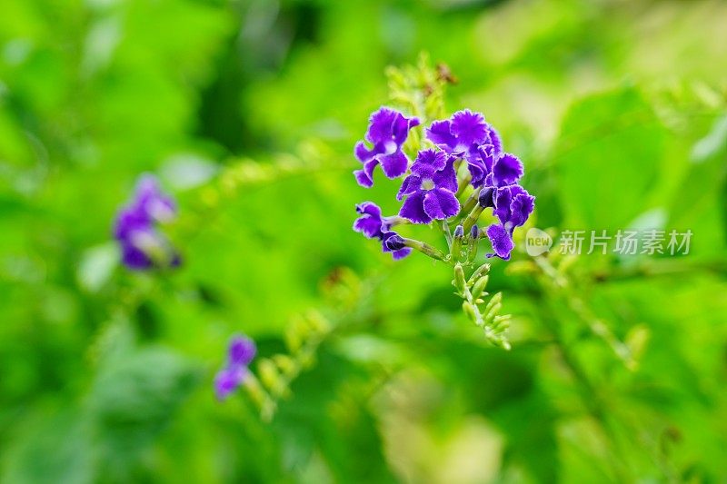 Duranta Repens在金色露珠